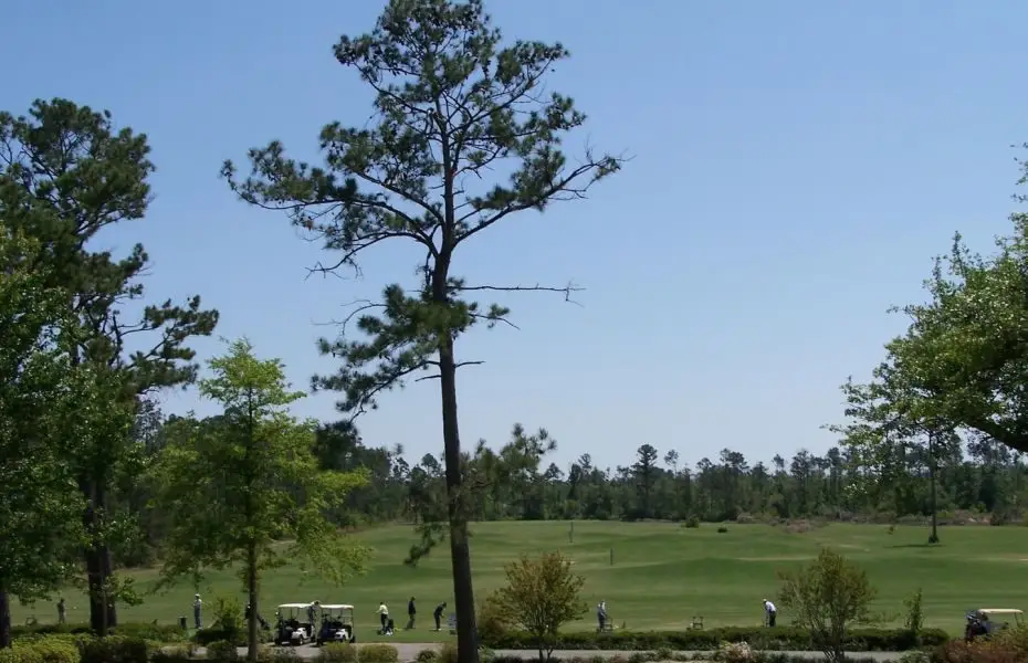 CLUB-PINES-NEW-1