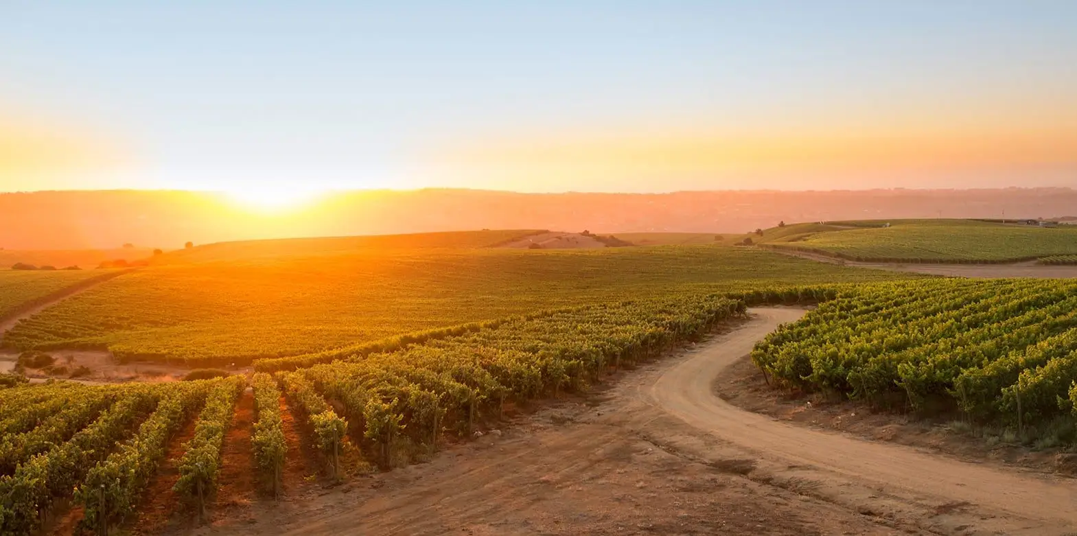 Vignes 1