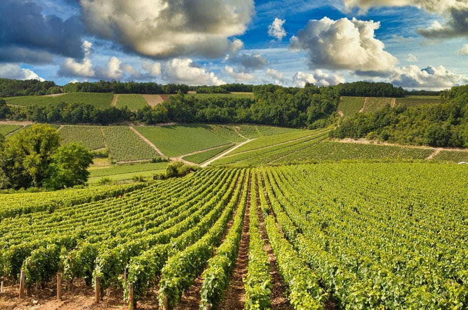 Chablis-Vineyards-Ivoha-Alamy-Stock-Photo-920x609