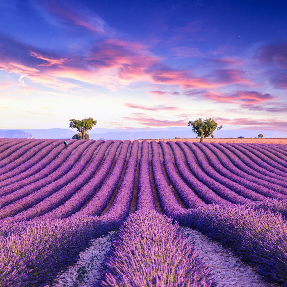 lavender-fields-in-provence4bbdc6