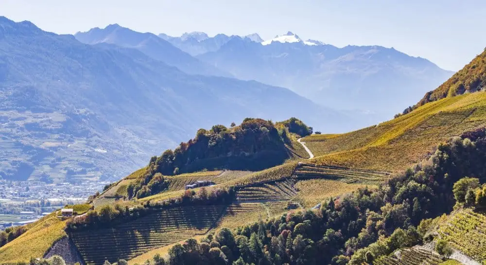 valle-e-du-rho-ne-vigne