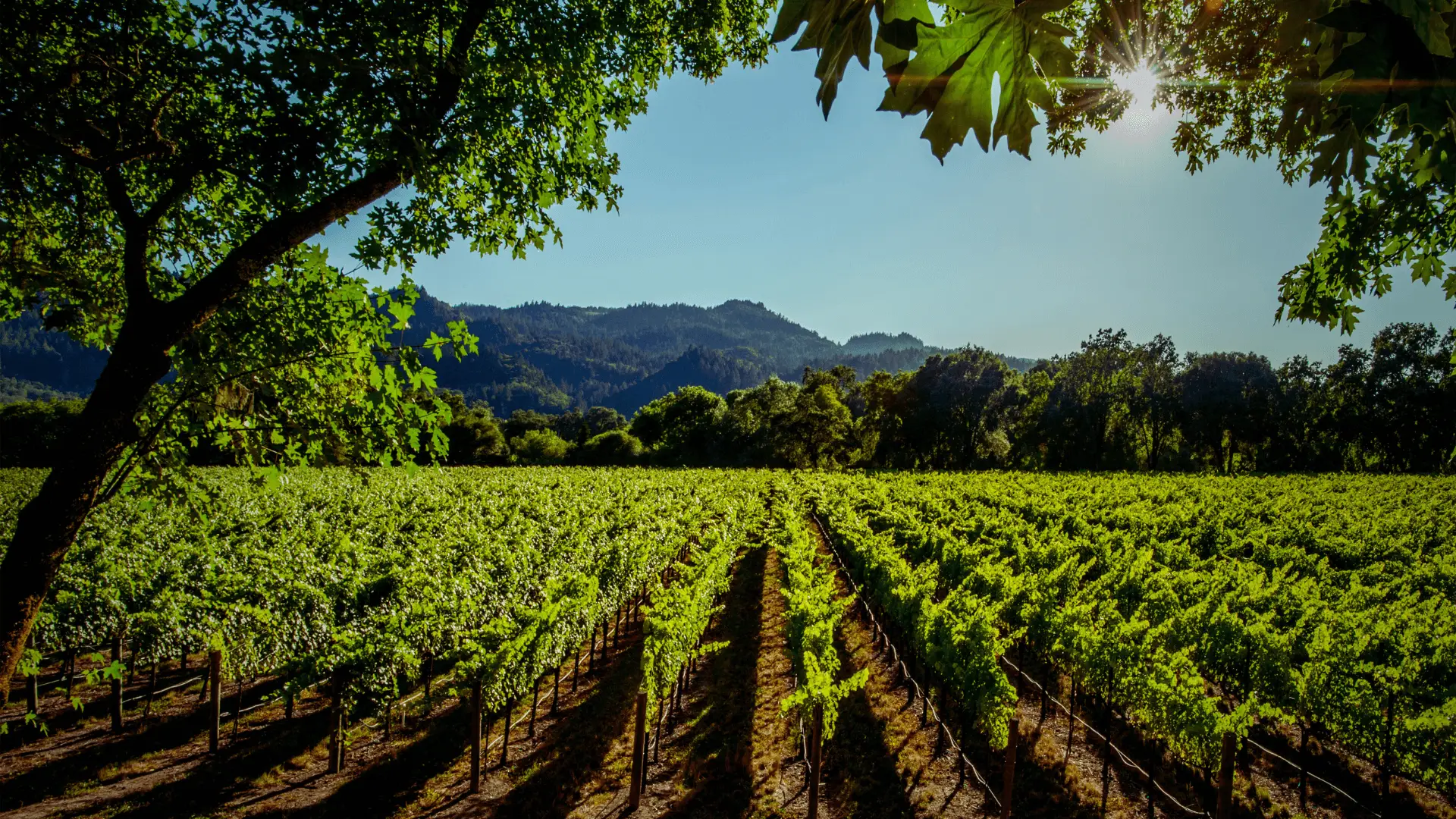 Vignoble Voyage