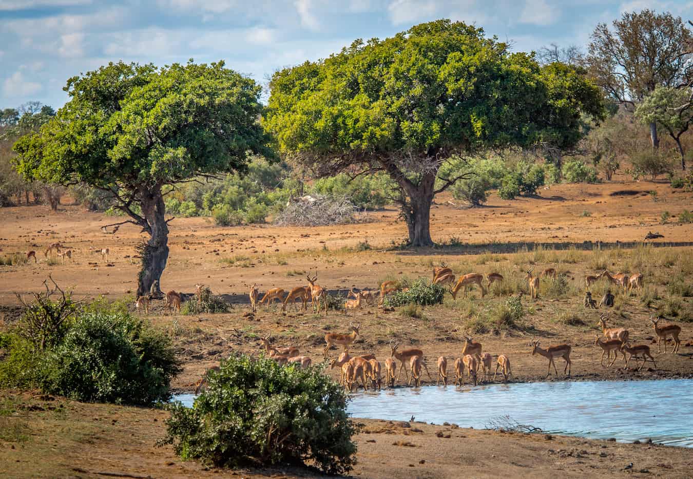 Impalas-in-Kruger-National-Park