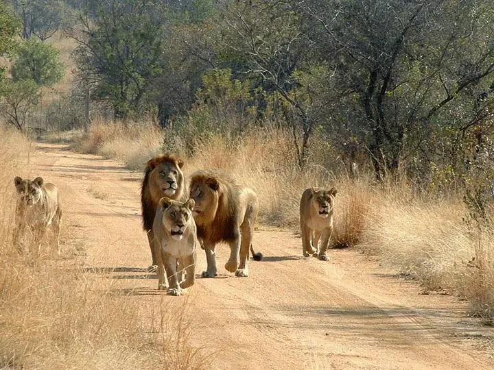 mikumi-tanzania-park-lions